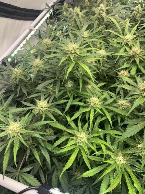 5.Grow: NewSetup Testrun 4 Fastbuds Aut.. Week 9 - 1.12. Z-Up