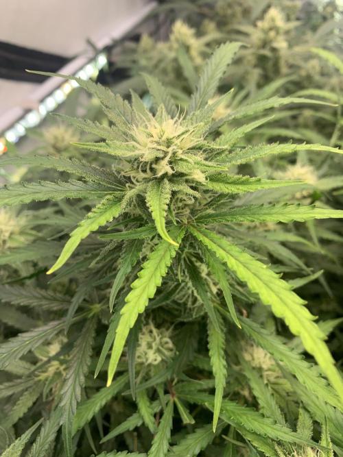 5.Grow: NewSetup Testrun 4 Fastbuds Aut.. Week 9 - 1.12. Z-Up