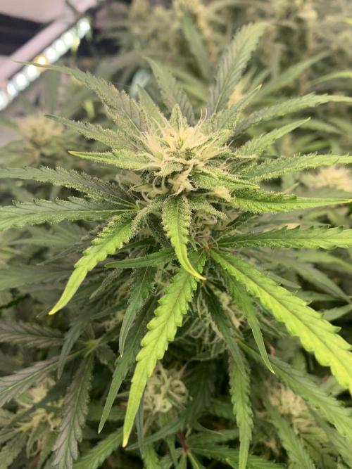 5.Grow: NewSetup Testrun 4 Fastbuds Aut.. Week 9 - 1.12. Z-Up