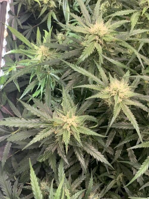 5.Grow: NewSetup Testrun 4 Fastbuds Aut.. Week 9 - 1.12. Z-Up