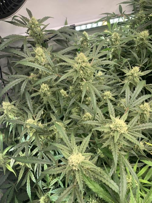 5.Grow: NewSetup Testrun 4 Fastbuds Aut.. Week 9 - 1.12. Z-Up