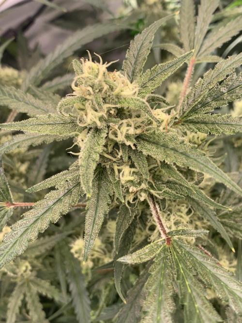 5.Grow: NewSetup Testrun 4 Fastbuds Aut.. Week 9 - 1.12. Z-Up