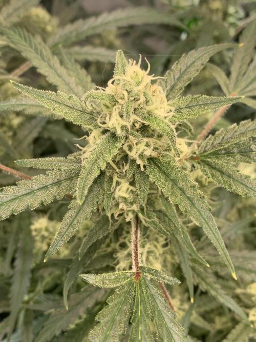 5.Grow: NewSetup Testrun 4 Fastbuds Aut.. Week 9 - 1.12. Z-Up