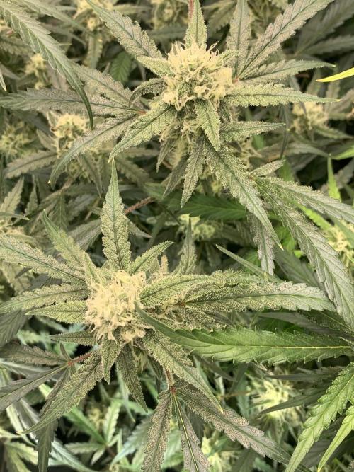 5.Grow: NewSetup Testrun 4 Fastbuds Aut.. Week 9 - 1.12. Z-Up