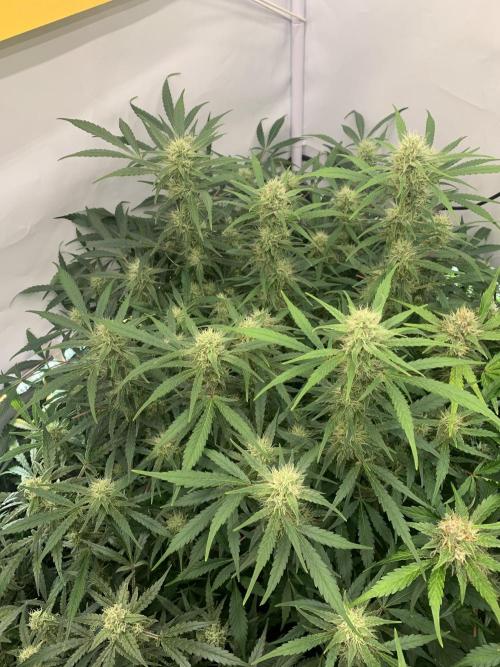 5.Grow: NewSetup Testrun 4 Fastbuds Aut.. Week 9 - 1.12. Frost Banger 