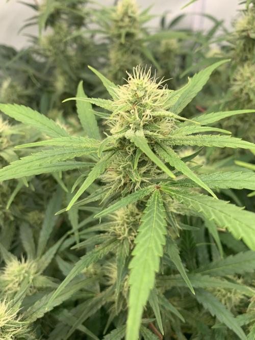 5.Grow: NewSetup Testrun 4 Fastbuds Aut.. Week 9 - 1.12. Frost Banger 