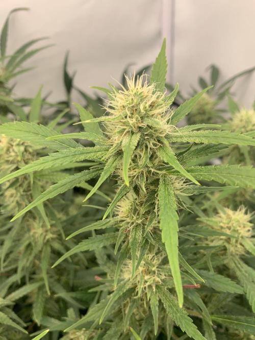 5.Grow: NewSetup Testrun 4 Fastbuds Aut.. Week 9 - 1.12. Frost Banger 