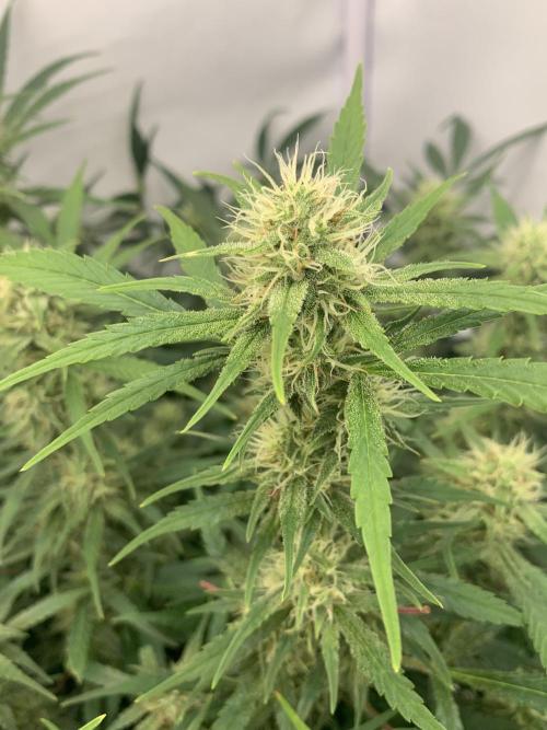 5.Grow: NewSetup Testrun 4 Fastbuds Aut.. Week 9 - 1.12. Frost Banger 