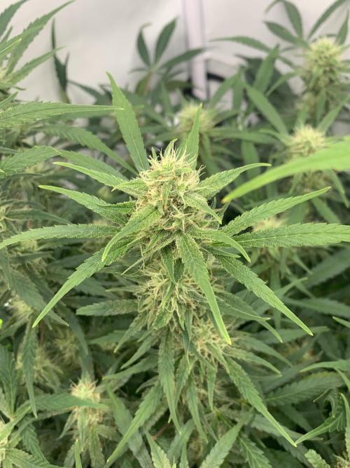 5.Grow: NewSetup Testrun 4 Fastbuds Aut.. Week 9 - 1.12. Frost Banger 