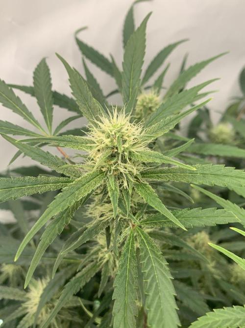 5.Grow: NewSetup Testrun 4 Fastbuds Aut.. Week 9 - 1.12. Frost Banger 