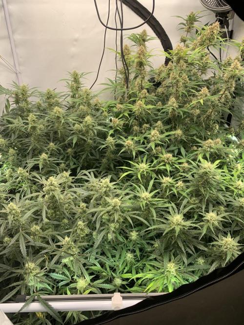 5.Grow: NewSetup Testrun 4 Fastbuds Aut.. Week 9 - 2.12.