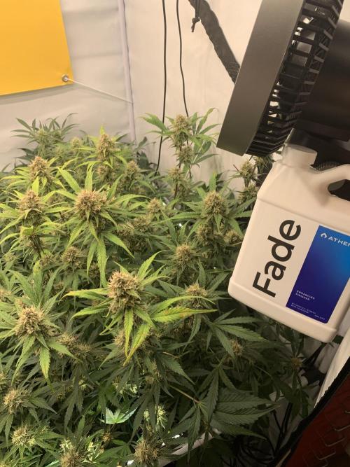 5.Grow: NewSetup Testrun 4 Fastbuds Aut.. Week 9 - 3.12. Papaya Cookies 