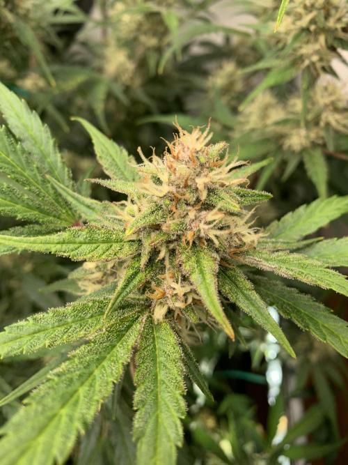 5.Grow: NewSetup Testrun 4 Fastbuds Aut.. Week 9 - 3.12. Papaya Cookies