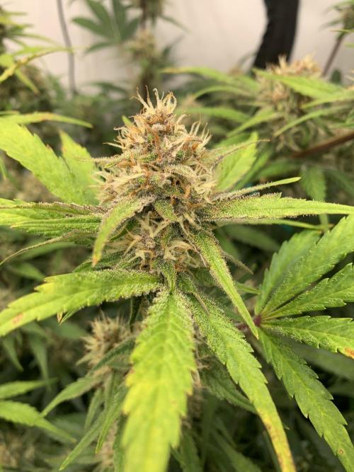 5.Grow: NewSetup Testrun 4 Fastbuds Aut.. Week 9 - 3.12. Papaya Cookies