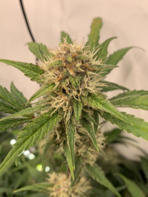 5.Grow: NewSetup Testrun 4 Fastbuds Aut.. Week 9 - 3.12. Papaya Cookies