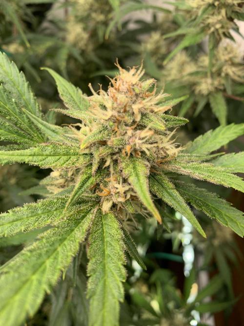 5.Grow: NewSetup Testrun 4 Fastbuds Aut.. Week 9 - 3.12. Papaya Cookies