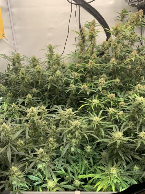 5.Grow: NewSetup Testrun 4 Fastbuds Aut.. Week 9 - 3.12.