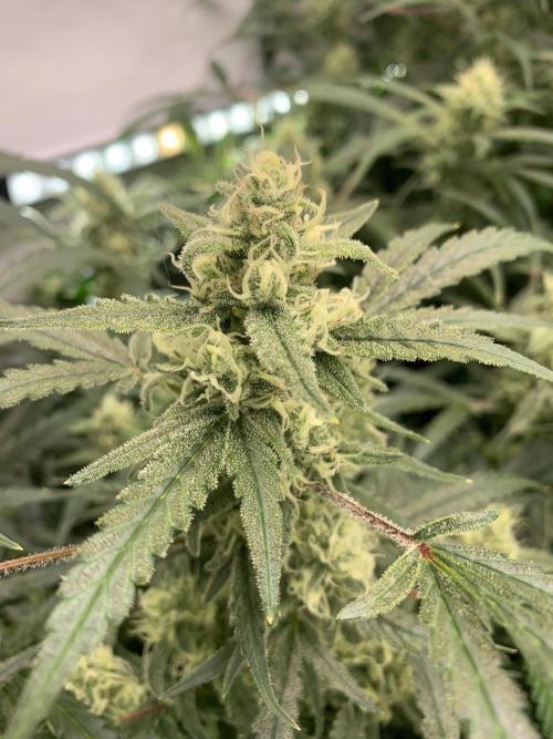 5.Grow: NewSetup Testrun 4 Fastbuds Aut.. Week 9 - 3.12. Z-Up