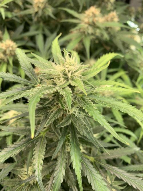 5.Grow: NewSetup Testrun 4 Fastbuds Aut.. Week 9 - 3.12. Z-Up