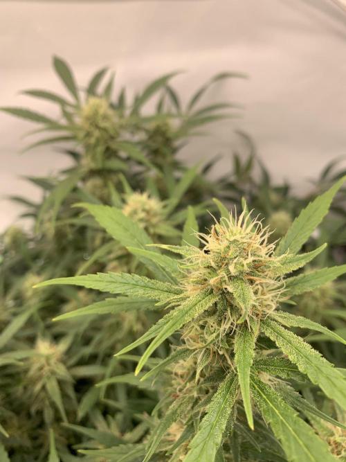 5.Grow: NewSetup Testrun 4 Fastbuds Aut.. Week 9 - 3.12. Frost Banger