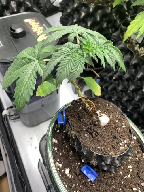 1.Bonsai: Lemon Cherry Runtz✌️. Week 3 - 3.12.