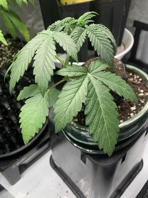 1.Bonsai: Lemon Cherry Runtz✌️. Week 3 - 3.12.