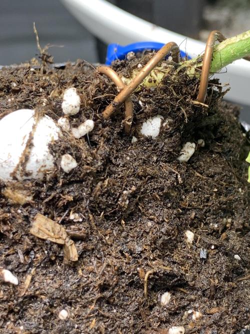 1.Bonsai: Lemon Cherry Runtz✌️. Week 3 - 3.12.