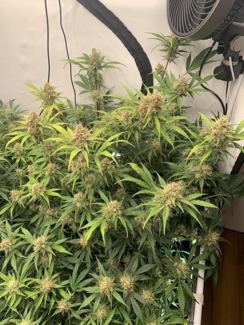 5.Grow: NewSetup Testrun 4 Fastbuds Aut.. Week 9 - 4.12. Papaya Cookies 