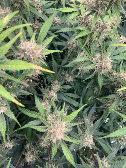 5.Grow: NewSetup Testrun 4 Fastbuds Aut.. Week 9 - 4.12. Papaya Cookies 