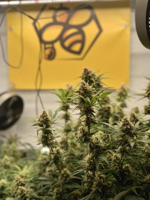 5.Grow: NewSetup Testrun 4 Fastbuds Aut.. Week 9 - 4.12. Papaya Cookies 