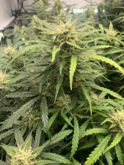 5.Grow: NewSetup Testrun 4 Fastbuds Aut.. Week 9 - 4.12. Z-Up