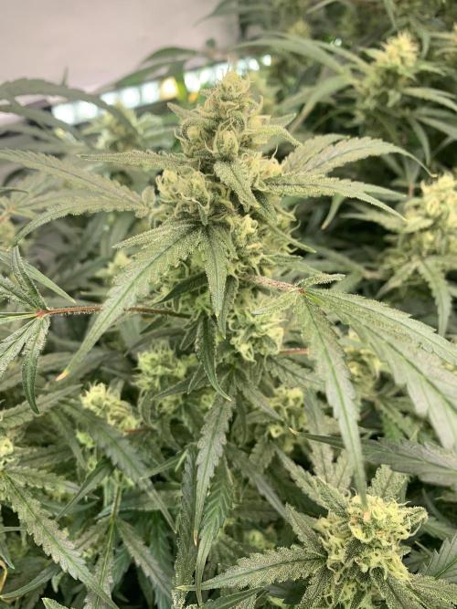 5.Grow: NewSetup Testrun 4 Fastbuds Aut.. Week 9 - 4.12. Z-Up