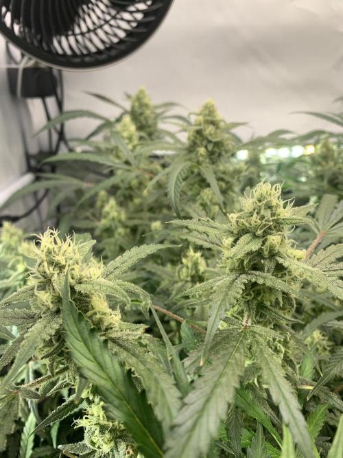 5.Grow: NewSetup Testrun 4 Fastbuds Aut.. Week 9 - 4.12. Z-Up