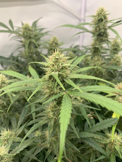 5.Grow: NewSetup Testrun 4 Fastbuds Aut.. Week 9 - 4.12. Frost Banger