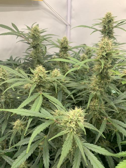 5.Grow: NewSetup Testrun 4 Fastbuds Aut.. Week 9 - 4.12. Frost Banger