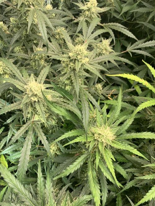 5.Grow: NewSetup Testrun 4 Fastbuds Aut.. Week 9 - 5.12.