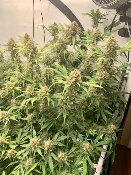 5.Grow: NewSetup Testrun 4 Fastbuds Aut.. Week 9 - 5.12.