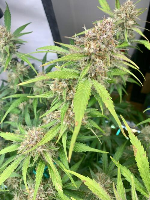 5.Grow: NewSetup Testrun 4 Fastbuds Aut.. Week 9 - 5.12.