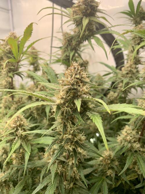 5.Grow: NewSetup Testrun 4 Fastbuds Aut.. Week 9 - 5.12.