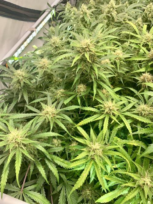 5.Grow: NewSetup Testrun 4 Fastbuds Aut.. Week 9 - 5.12.