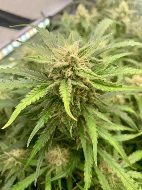 5.Grow: NewSetup Testrun 4 Fastbuds Aut.. Week 9 - 5.12.