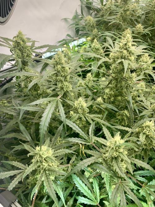 5.Grow: NewSetup Testrun 4 Fastbuds Aut.. Week 9 - 5.12.