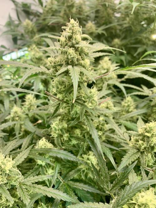 5.Grow: NewSetup Testrun 4 Fastbuds Aut.. Week 9 - 5.12.