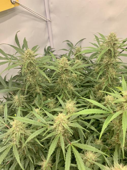 5.Grow: NewSetup Testrun 4 Fastbuds Aut.. Week 9 - 5.12.