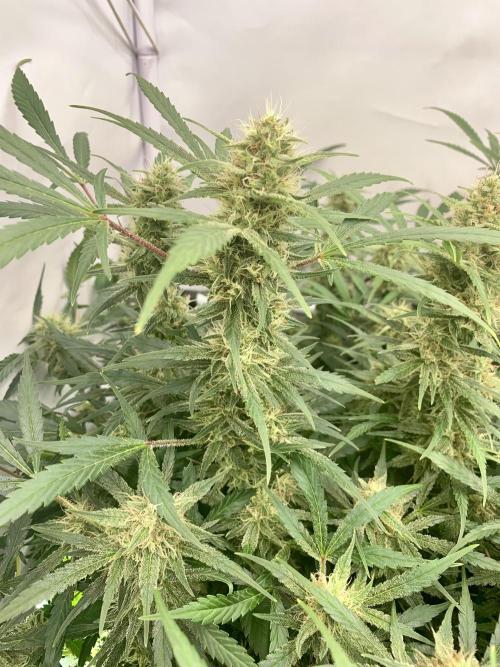 5.Grow: NewSetup Testrun 4 Fastbuds Aut.. Week 9 - 5.12.