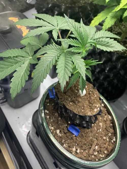 1.Bonsai: Lemon Cherry Runtz✌️. Week 3 - 5.12.