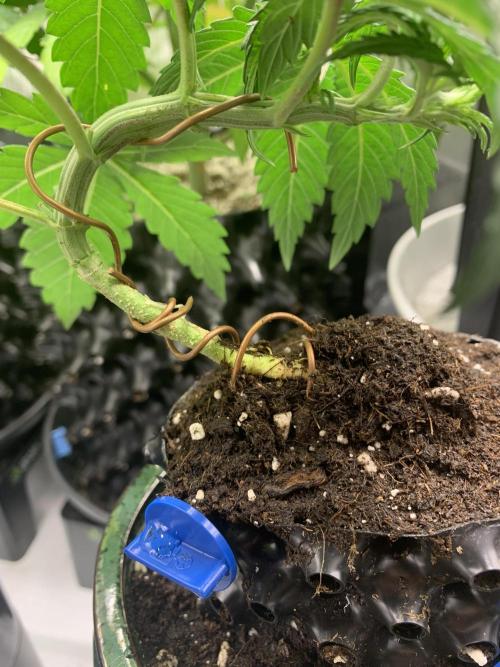 1.Bonsai: Lemon Cherry Runtz✌️. Week 3 - 6.12.