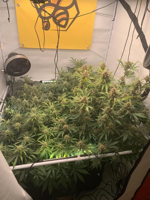 5.Grow: NewSetup Testrun 4 Fastbuds Aut.. Week 9 - 6.12.
