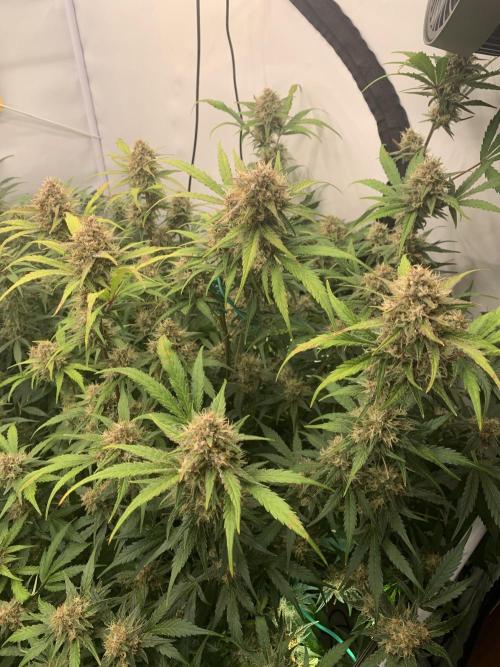 5.Grow: NewSetup Testrun 4 Fastbuds Aut.. Week 9 - 6.12. Papaya Cookies 