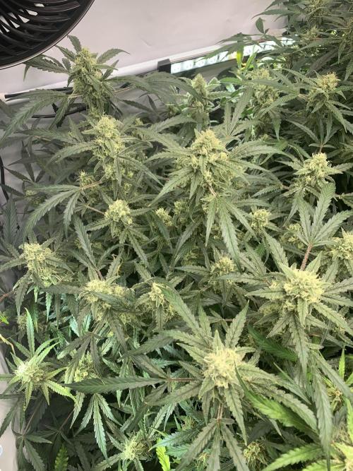 5.Grow: NewSetup Testrun 4 Fastbuds Aut.. Week 9 - 6.12. Z-Up